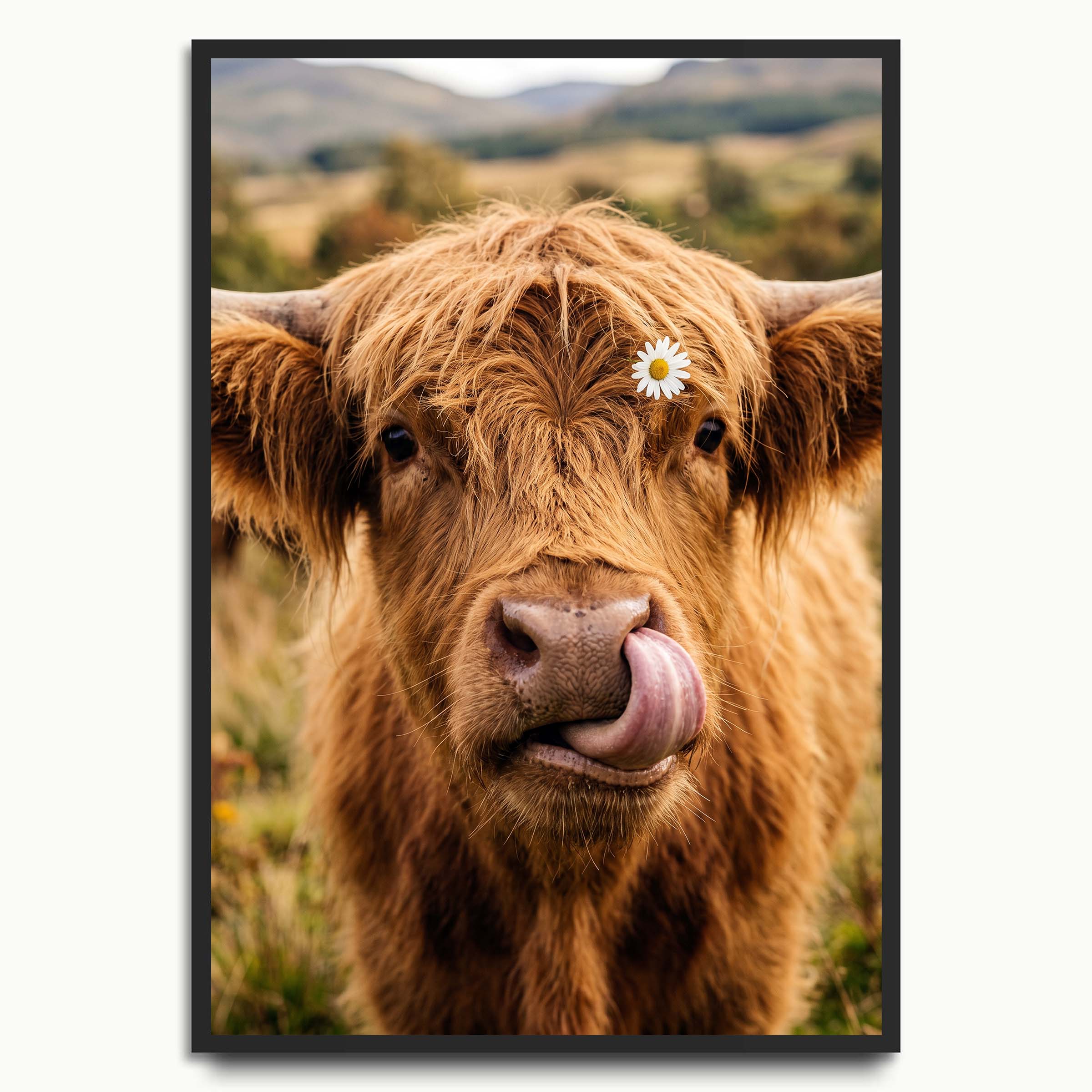 Highland Cow Hello