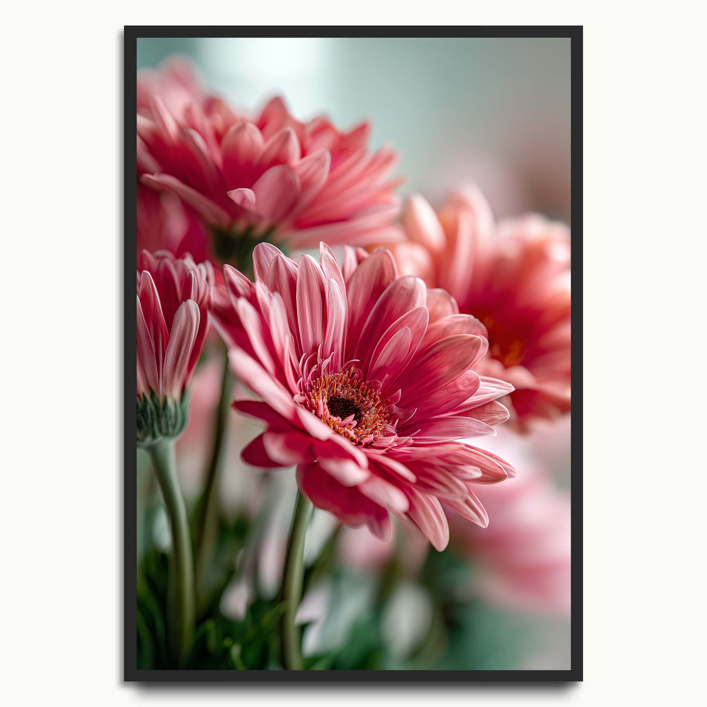 Pink Daisy Bloom