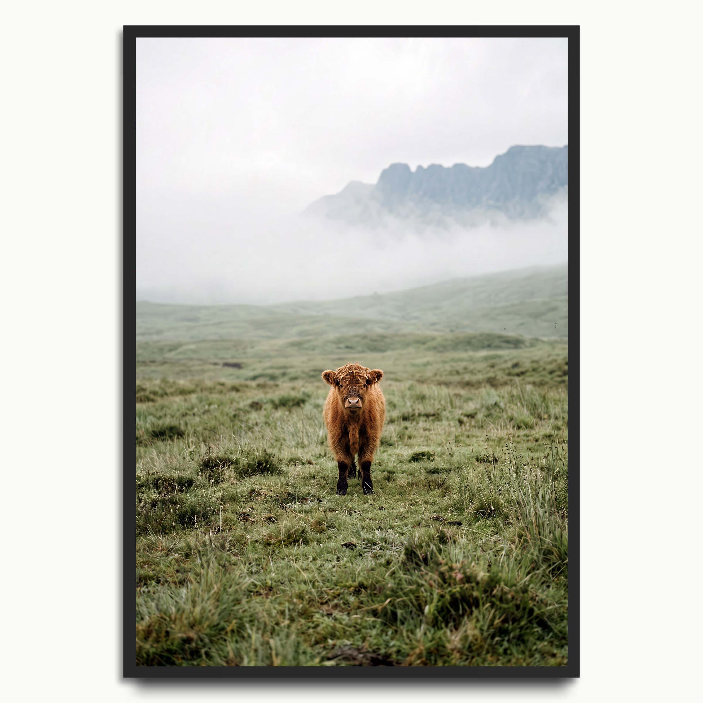Misty Highland Calf