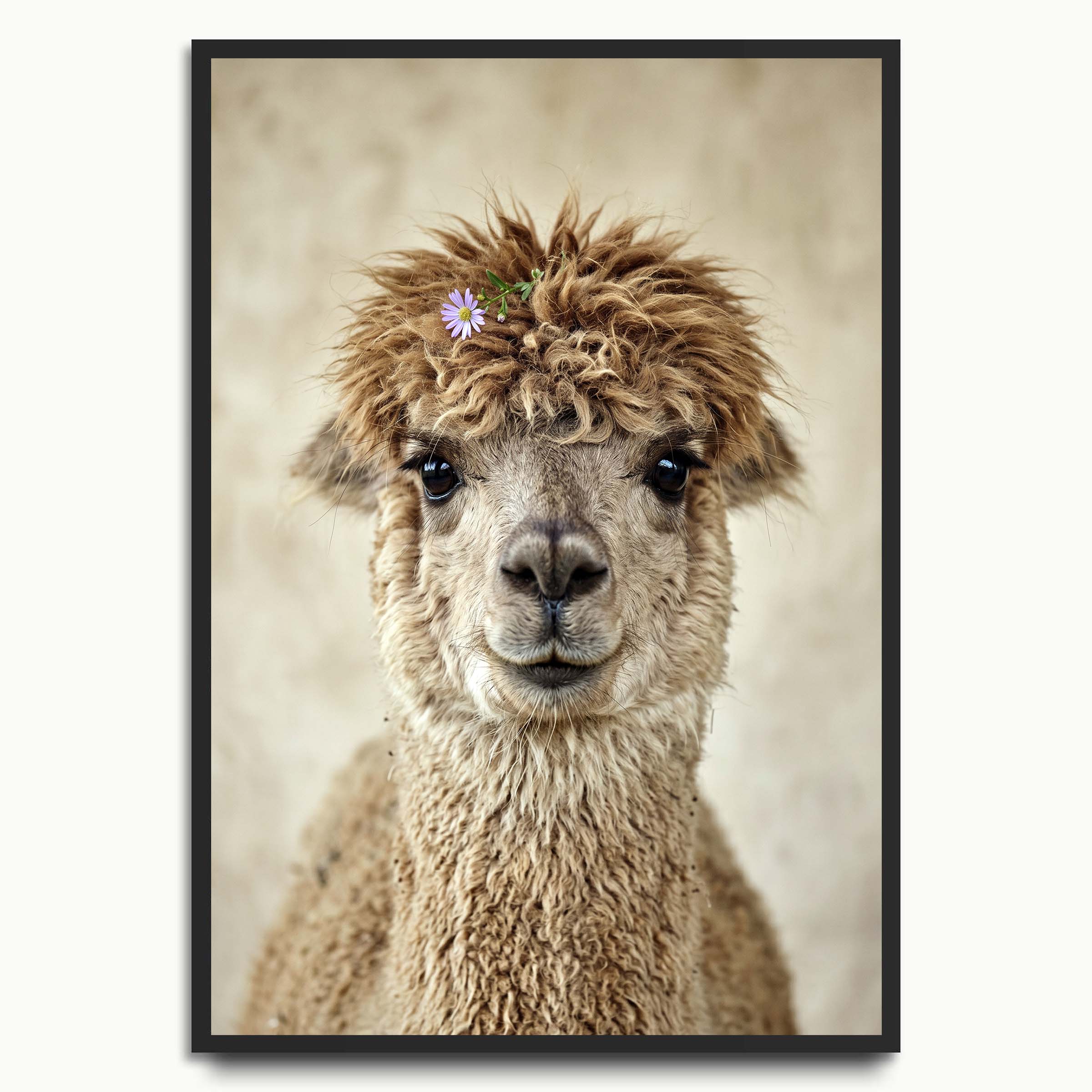 Daisy Alpaca