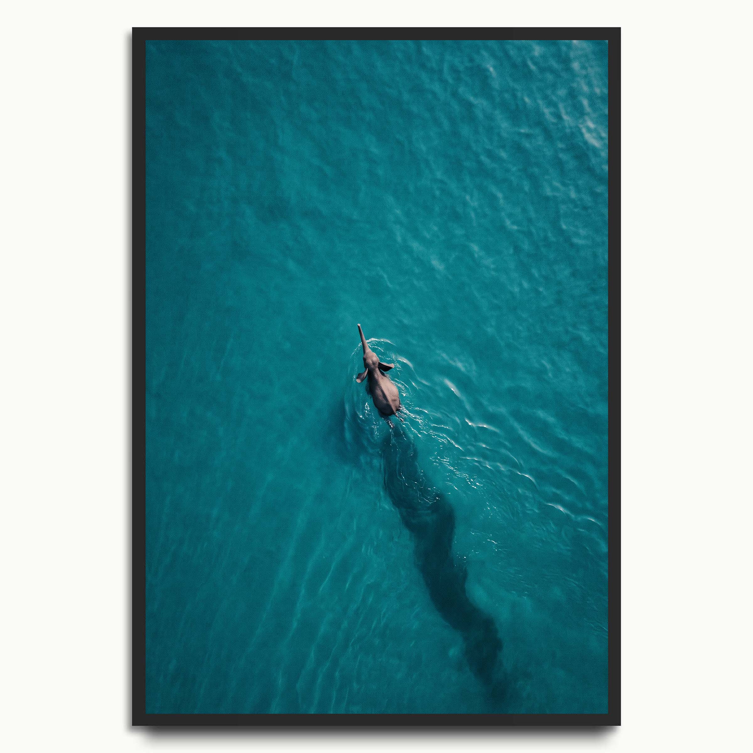 Elephant Swim