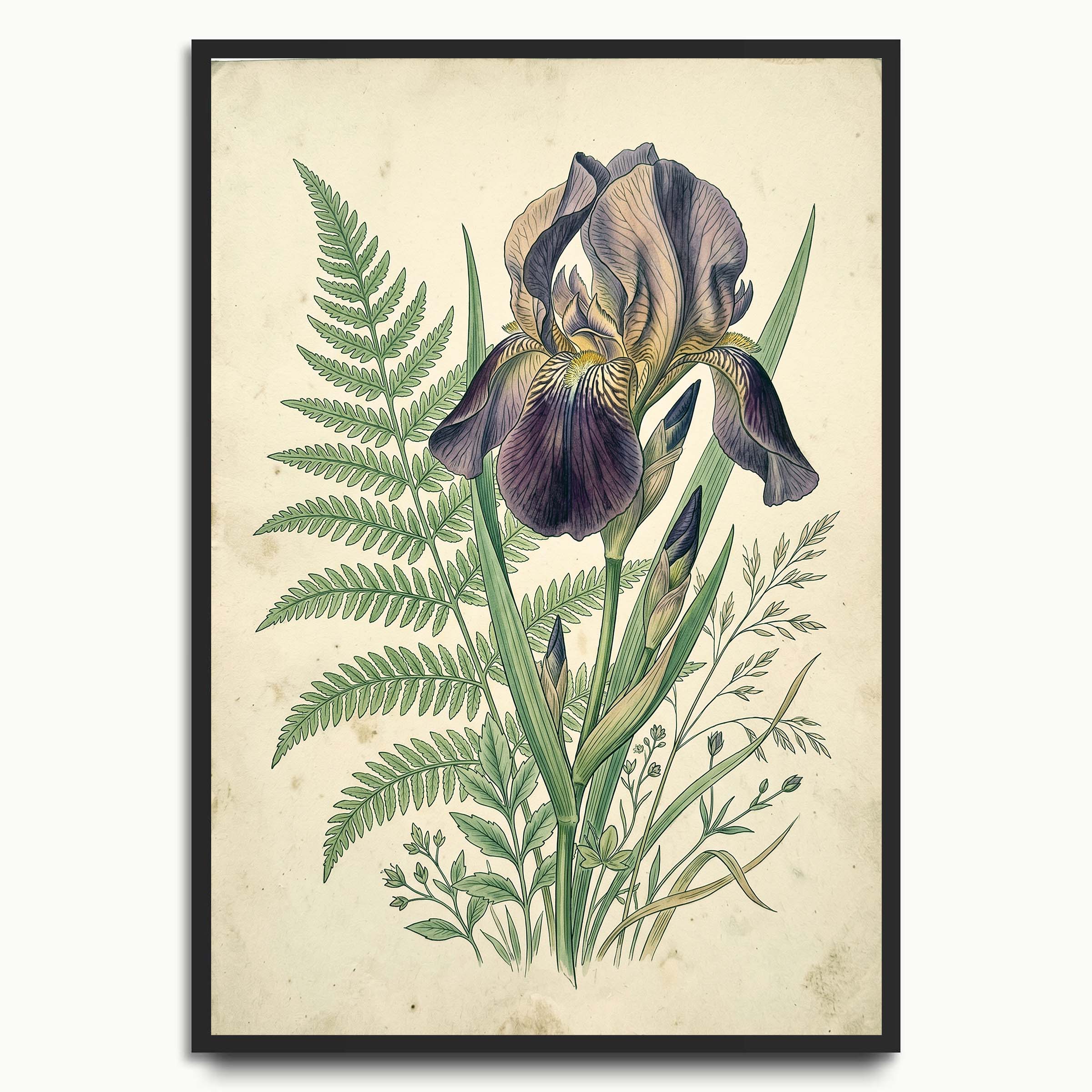 Heritage Iris