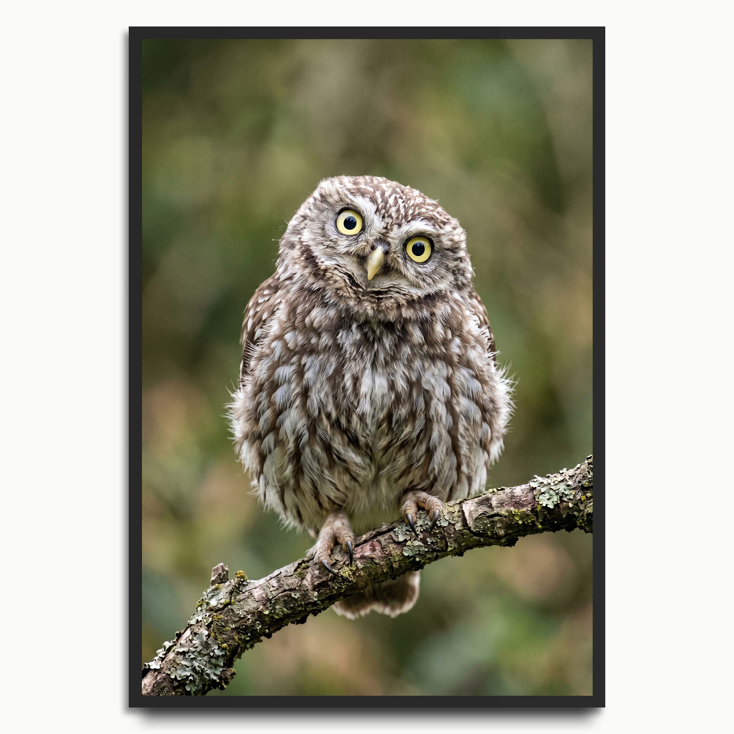 Little Owl Portrait